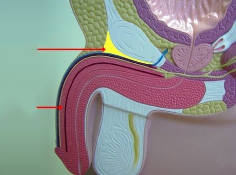 ligamentele penisului