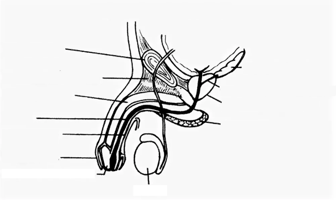structura penisului